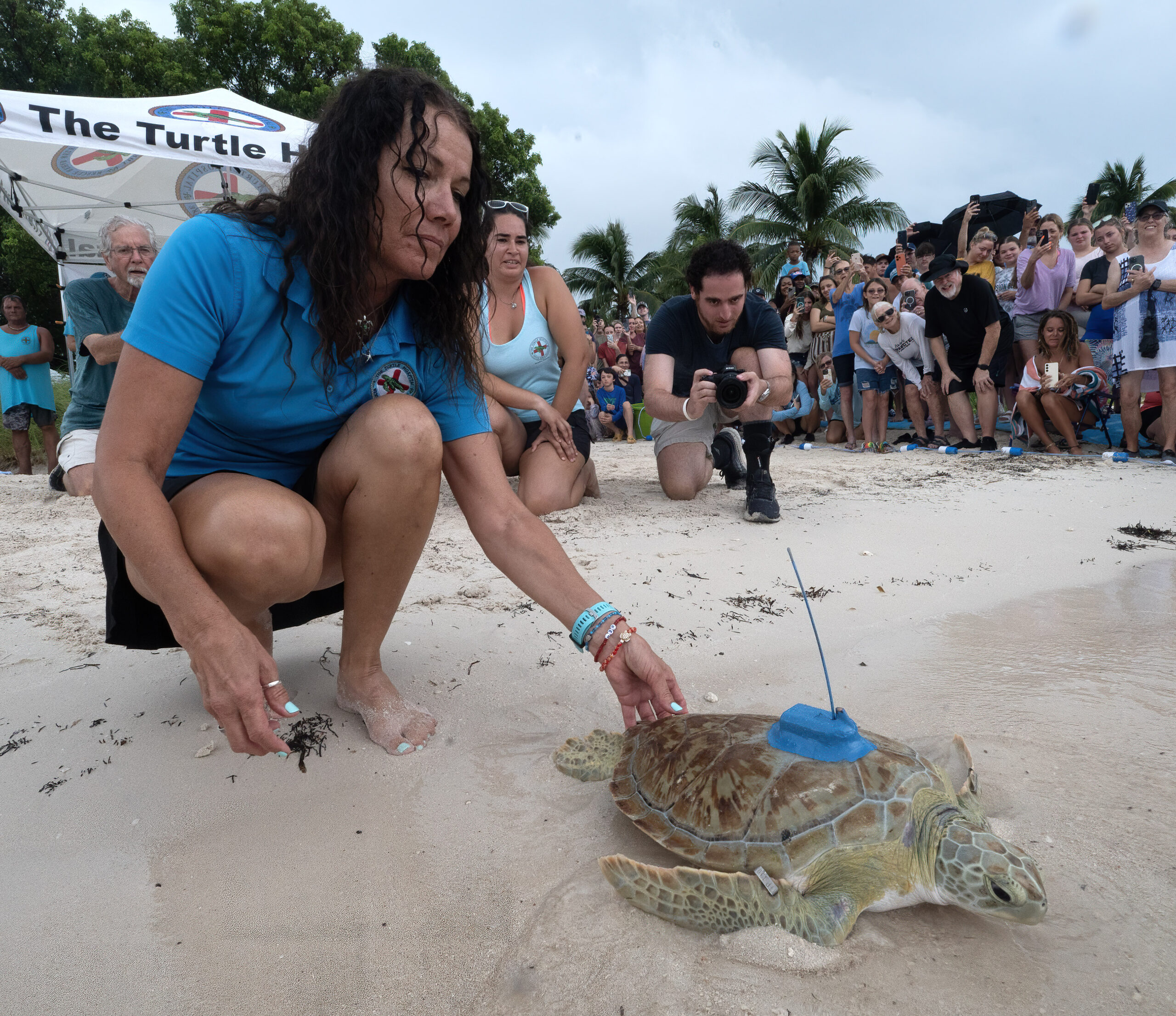 Liberan en los Cayos de Florida una tortuga marina rehabilitada Liberan en los Cayos de Florida una tortuga marina rehabilitada