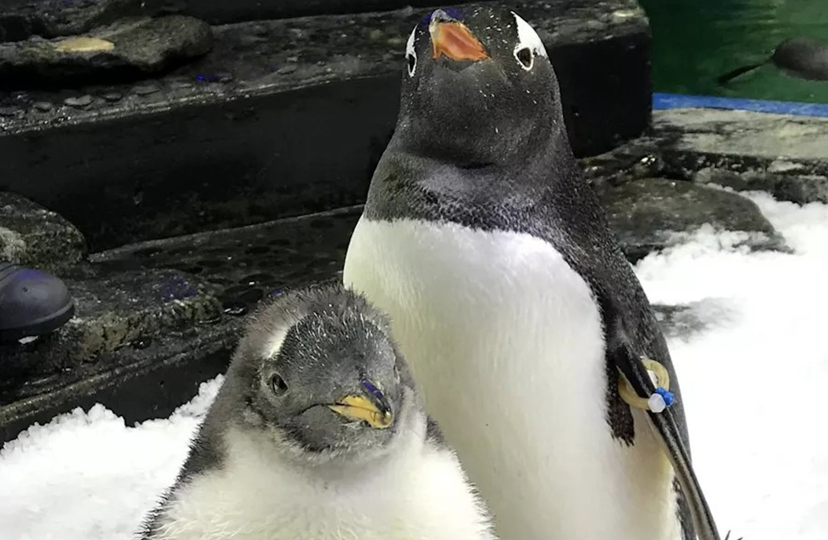 Murió Sphen, el pingüino gay que incubó una cría con su pareja Magic Murió Sphen, el pingüino gay que incubó una cría con su pareja Magic