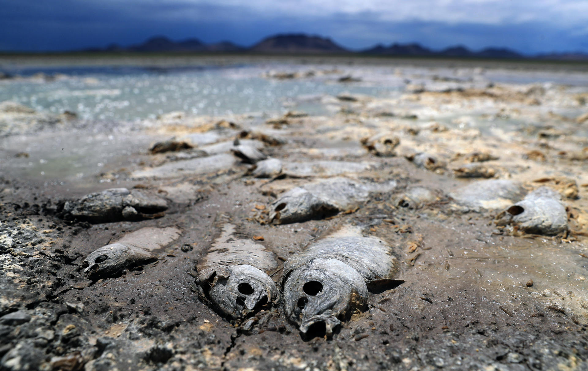 Falta de lluvia seca tres lagunas y mata miles de peces en Chihuahua Falta de lluvia seca tres lagunas y mata miles de peces en Chihuahua