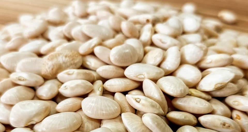 Cocineras tradicionales indígenas alertan sobre la extinción de ingredientes Cocineras tradicionales indígenas alertan sobre la extinción de ingredientes