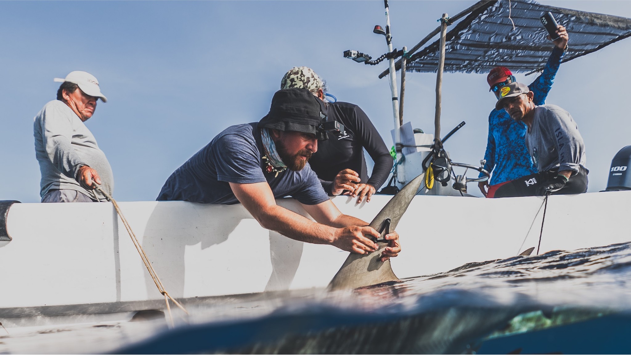 Iniciativa va por sustituir la pesca por turismo sustentable para proteger a tiburones en Quintana Roo Iniciativa va por sustituir la pesca por turismo sustentable para proteger a tiburones en Quintana Roo