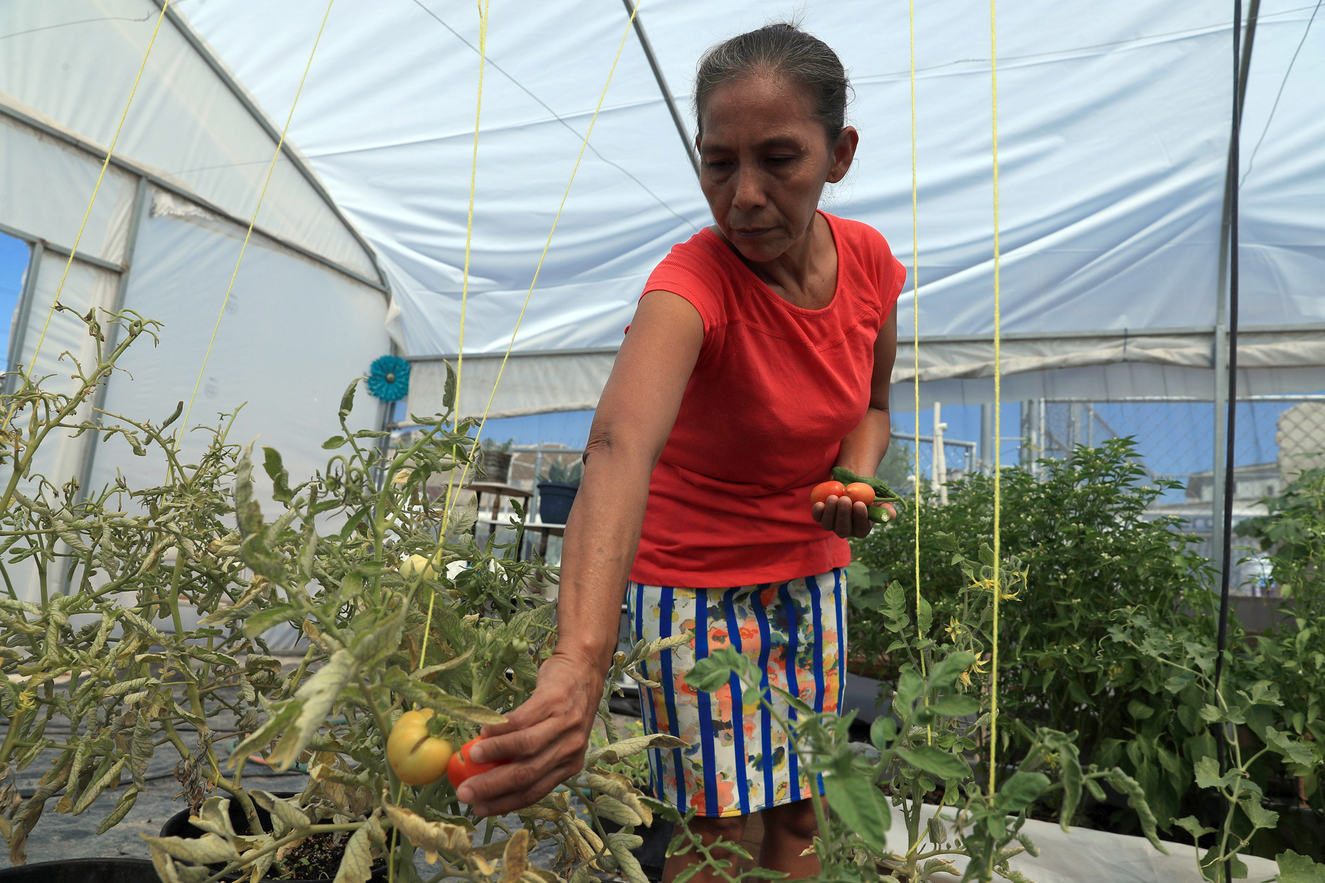 Migrantes varados en Ciudad Juárez cultivan sus propios alimentos Migrantes varados en Ciudad Juárez cultivan sus propios alimentos