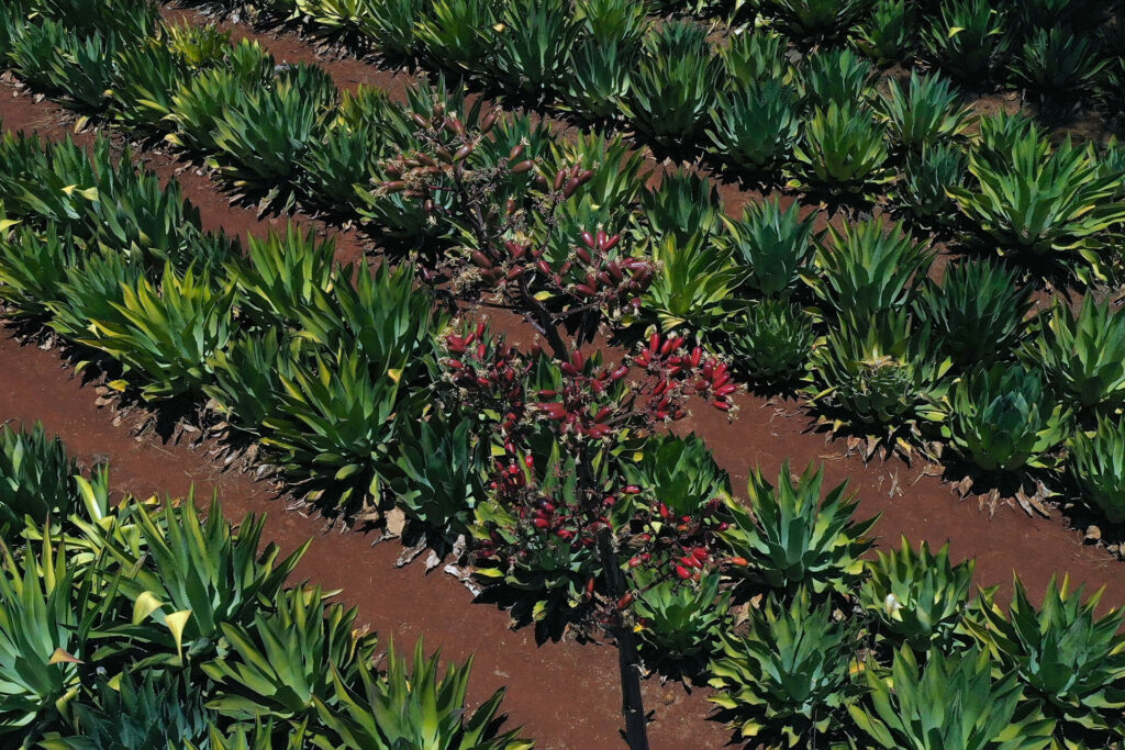 Diversidad genética del agave cae casi 100 % en México por falta de polinización - agave-en-guadalajara-jalisco-1024x683