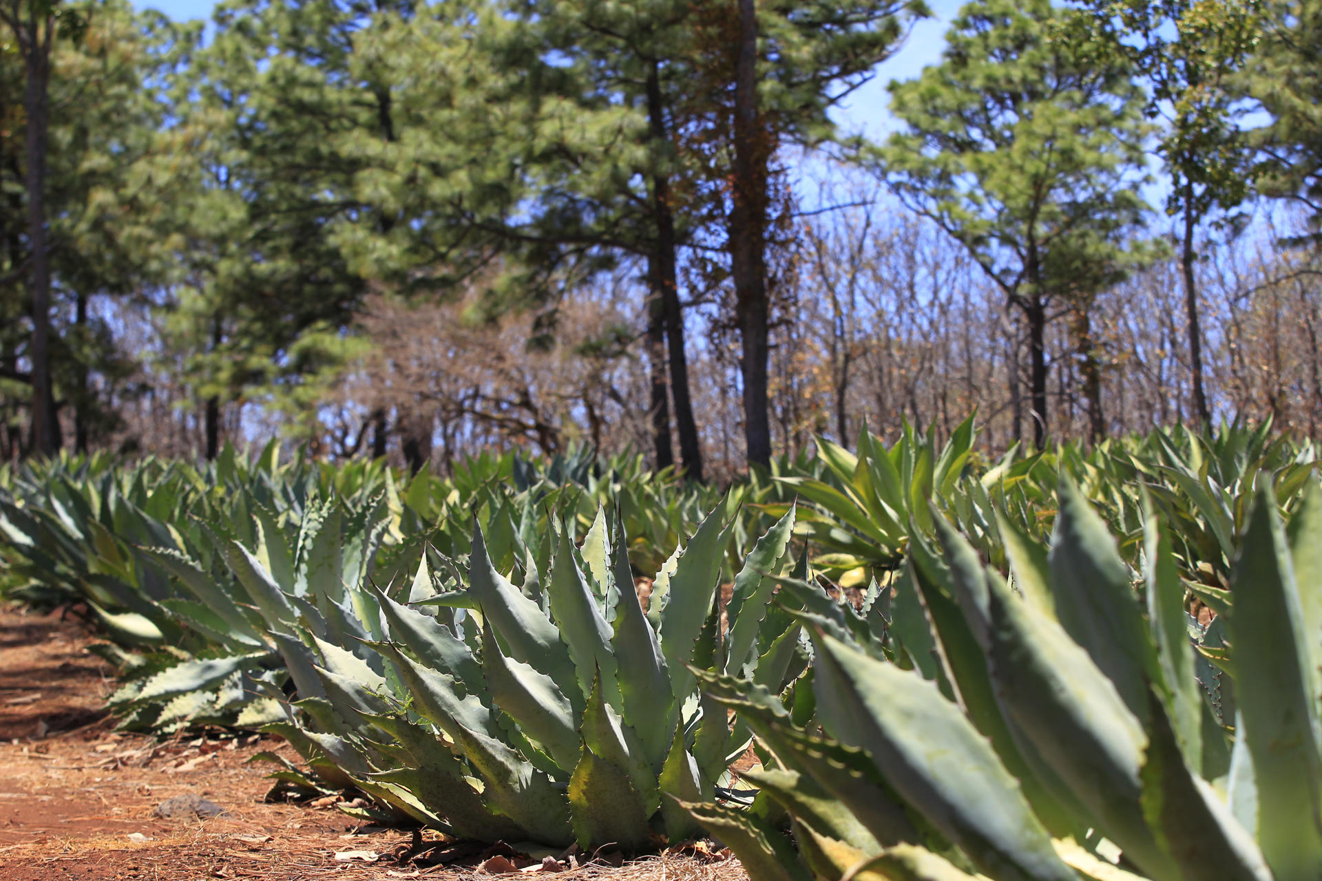Diversidad genética del agave cae casi 100 % en México por falta de polinización