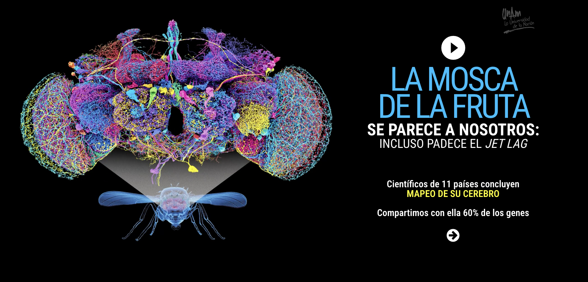 Gaceta UNAM: la mosca de la fruta Gaceta UNAM: la mosca de la fruta