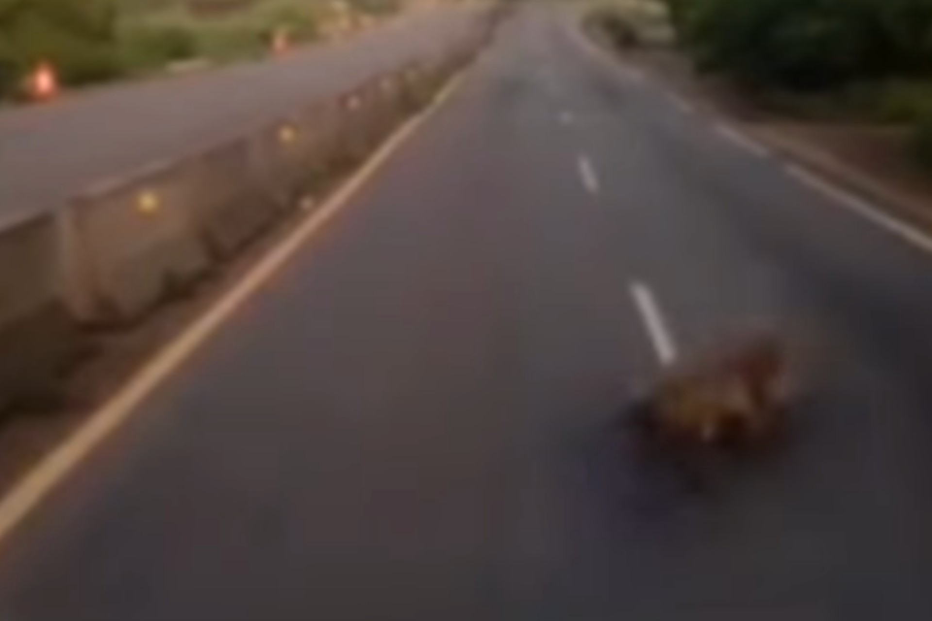 #VIDEO Captan a enorme cocodrilo en la autopista Manzanillo-Colima