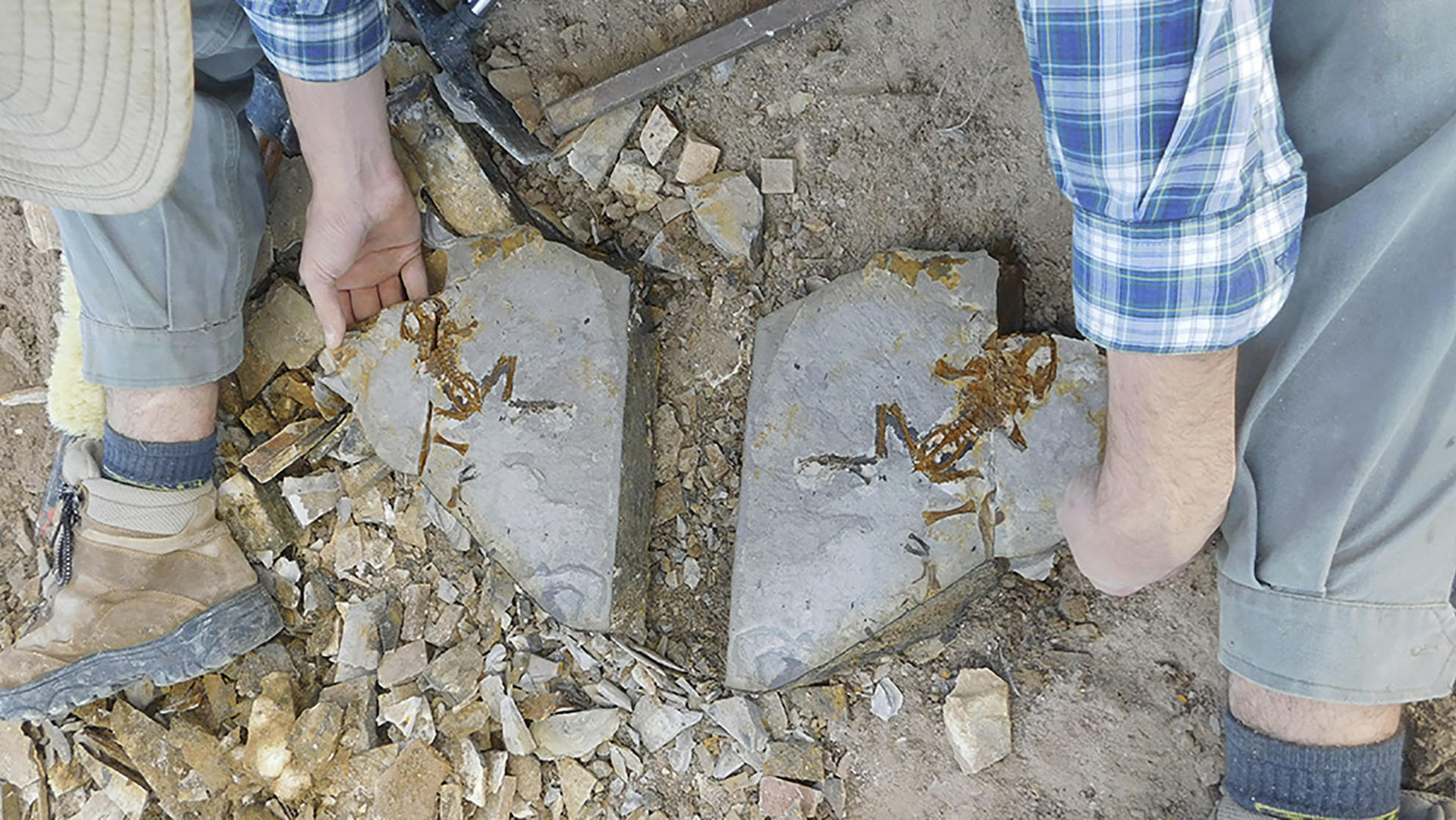 Hallan en Argentina el renacuajo más antiguo, un fósil de unos 161 millones de años Hallan en Argentina el renacuajo más antiguo, un fósil de unos 161 millones de años