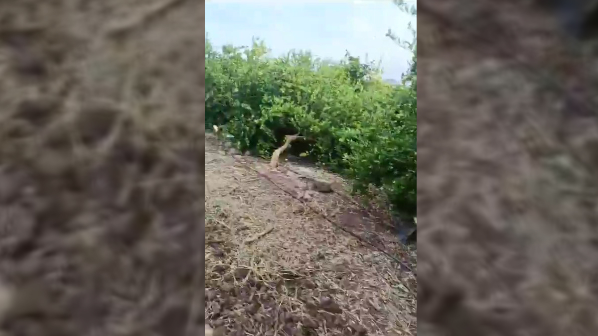 Cártel de los Viagras destruye huerta de limón en Michoacán; productor no pagó la extorsión Cártel de los Viagras destruye huerta de limón en Michoacán; productor no pagó la extorsión