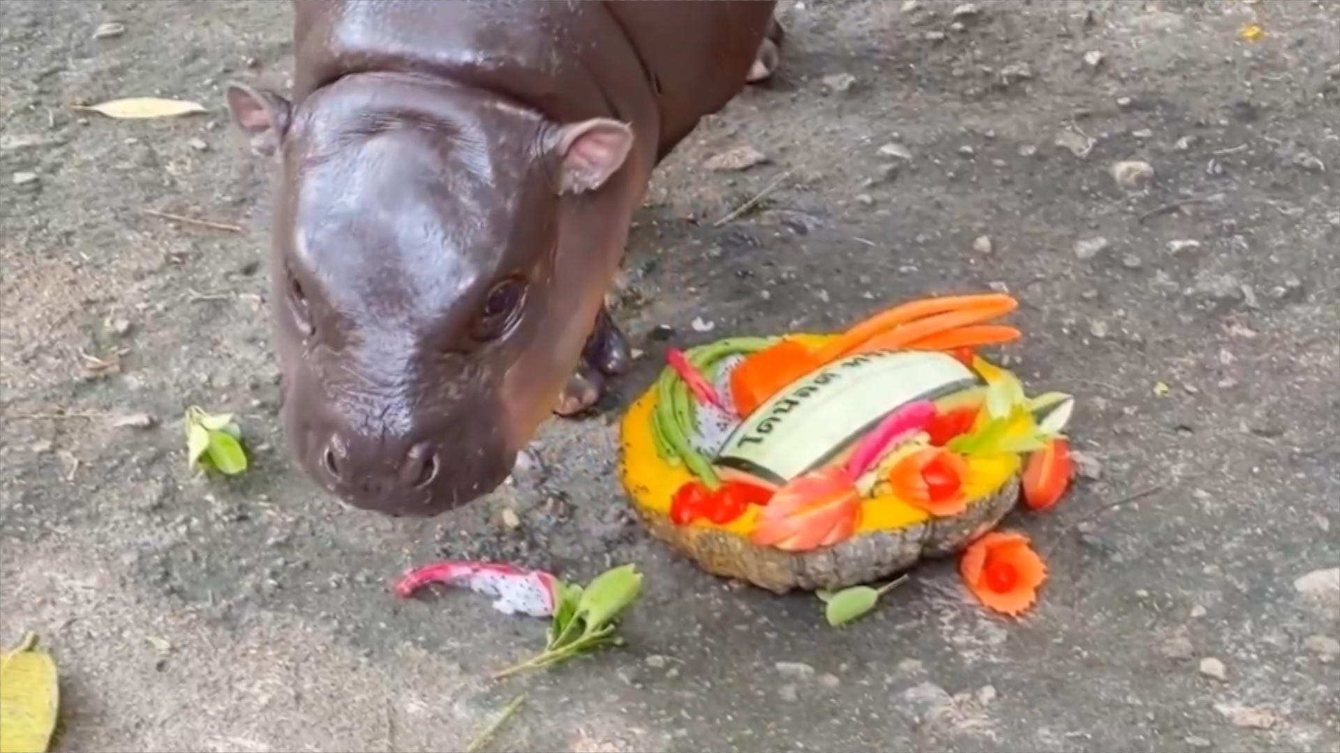 El bebé hipopótamo viral tailandés Moo Deng predice la victoria presidencial de Trump El bebé hipopótamo viral tailandés Moo Deng predice la victoria presidencial de Trump