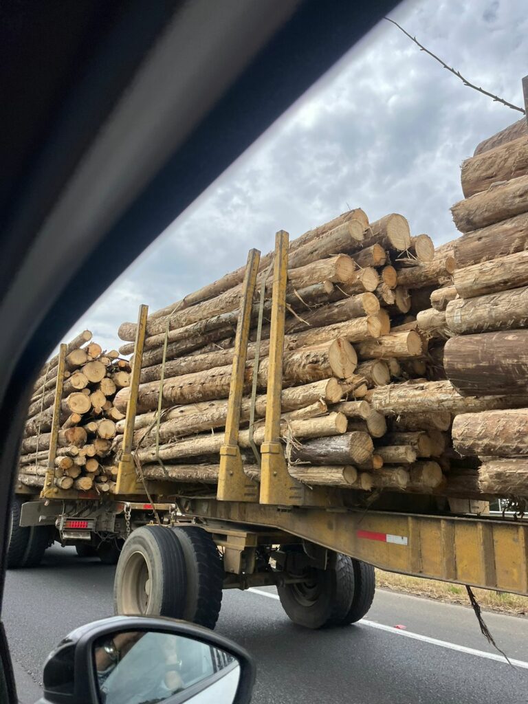 En el sur de Chile - whatsapp-image-2024-11-13-at-100555-pm-768x1024