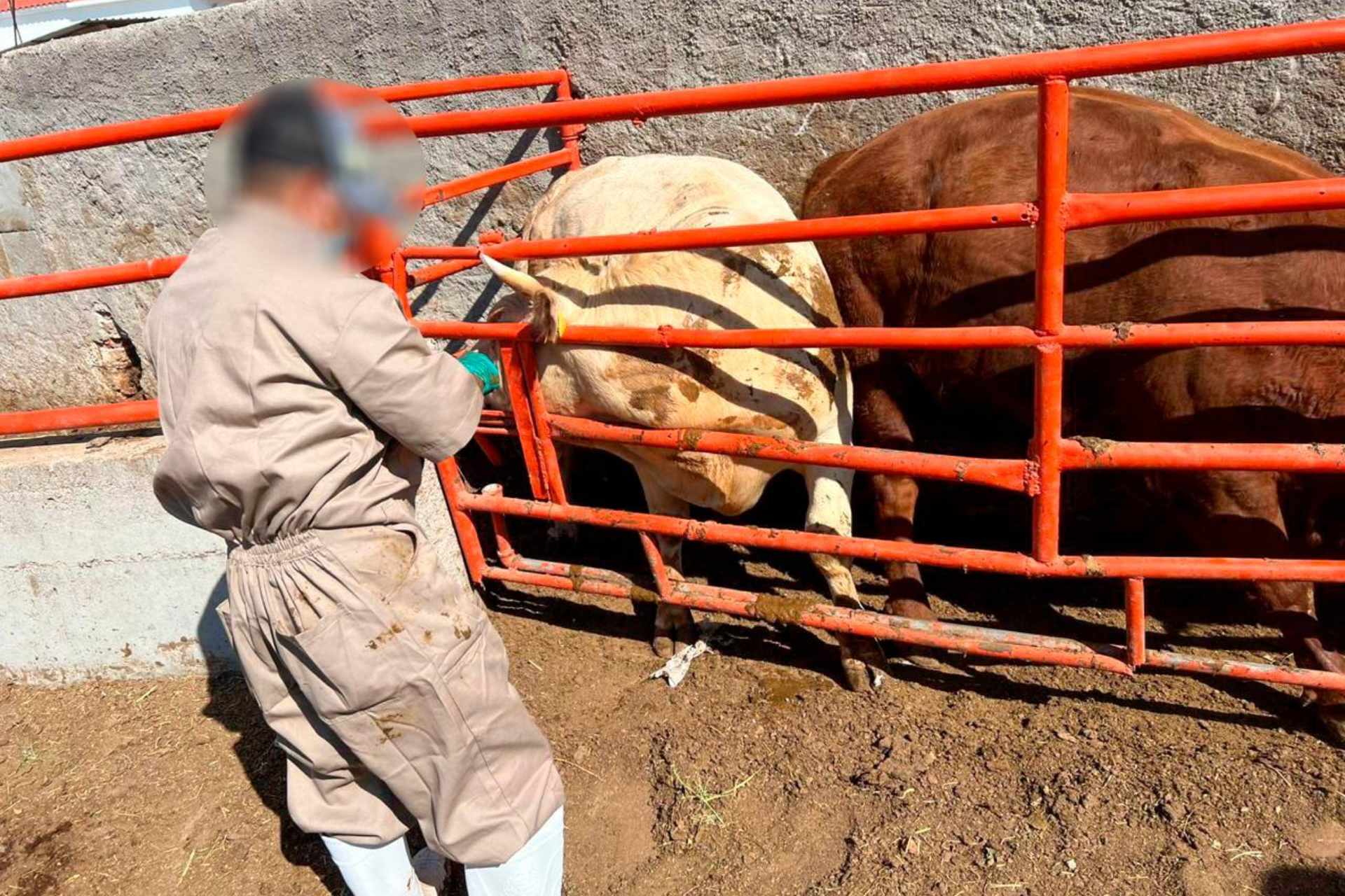 FGR catea dos ranchos en Guanajuato y asegura 901 cabezas de ganado FGR catea dos ranchos en Guanajuato y asegura 901 cabezas de ganado