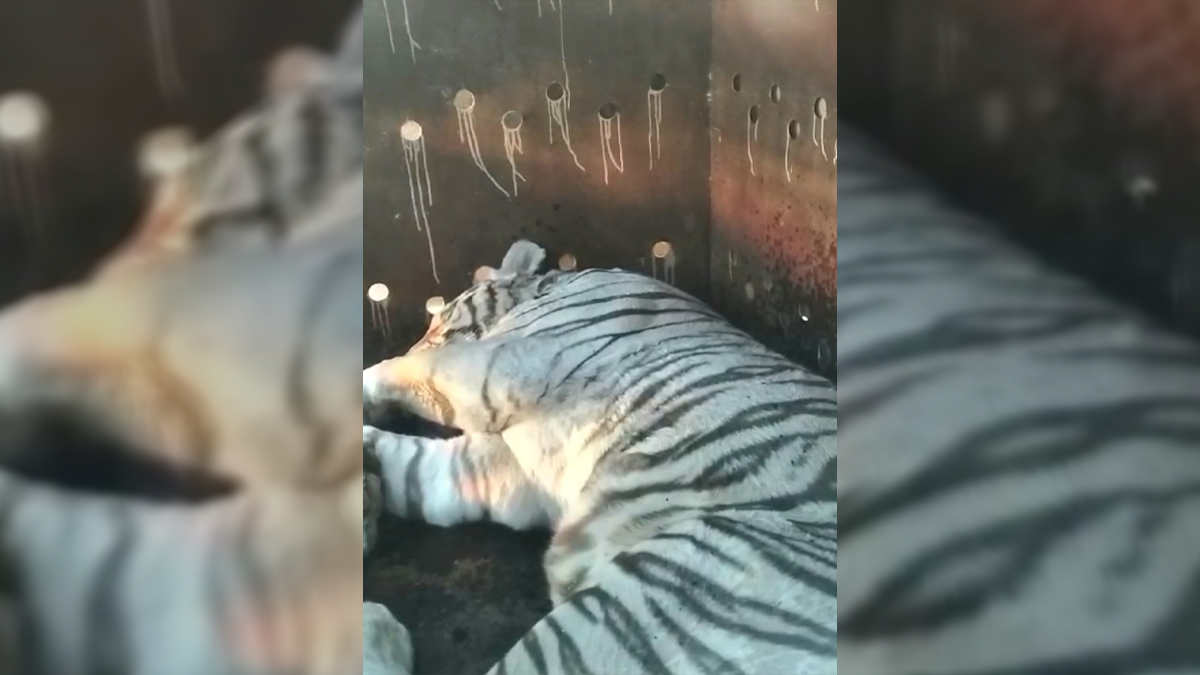 Aseguran dos tigres de bengala, armas y autos de lujo en finca de Culiacán Aseguran dos tigres de bengala, armas y autos de lujo en finca de Culiacán