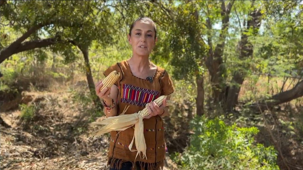 Sheinbaum envía al Congreso iniciativa de reforma para prohibir el maíz transgénico Sheinbaum envía al Congreso iniciativa de reforma para prohibir el maíz transgénico