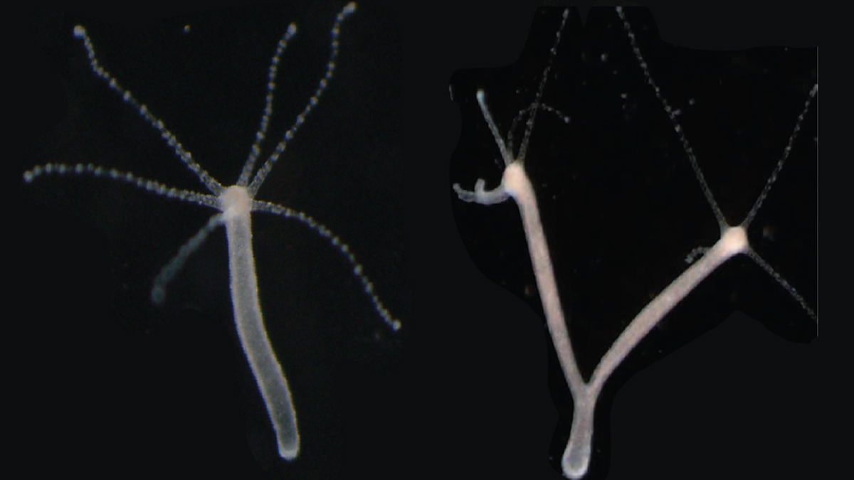 Investigadores logran una hidra de dos cabezas Investigadores logran una hidra de dos cabezas