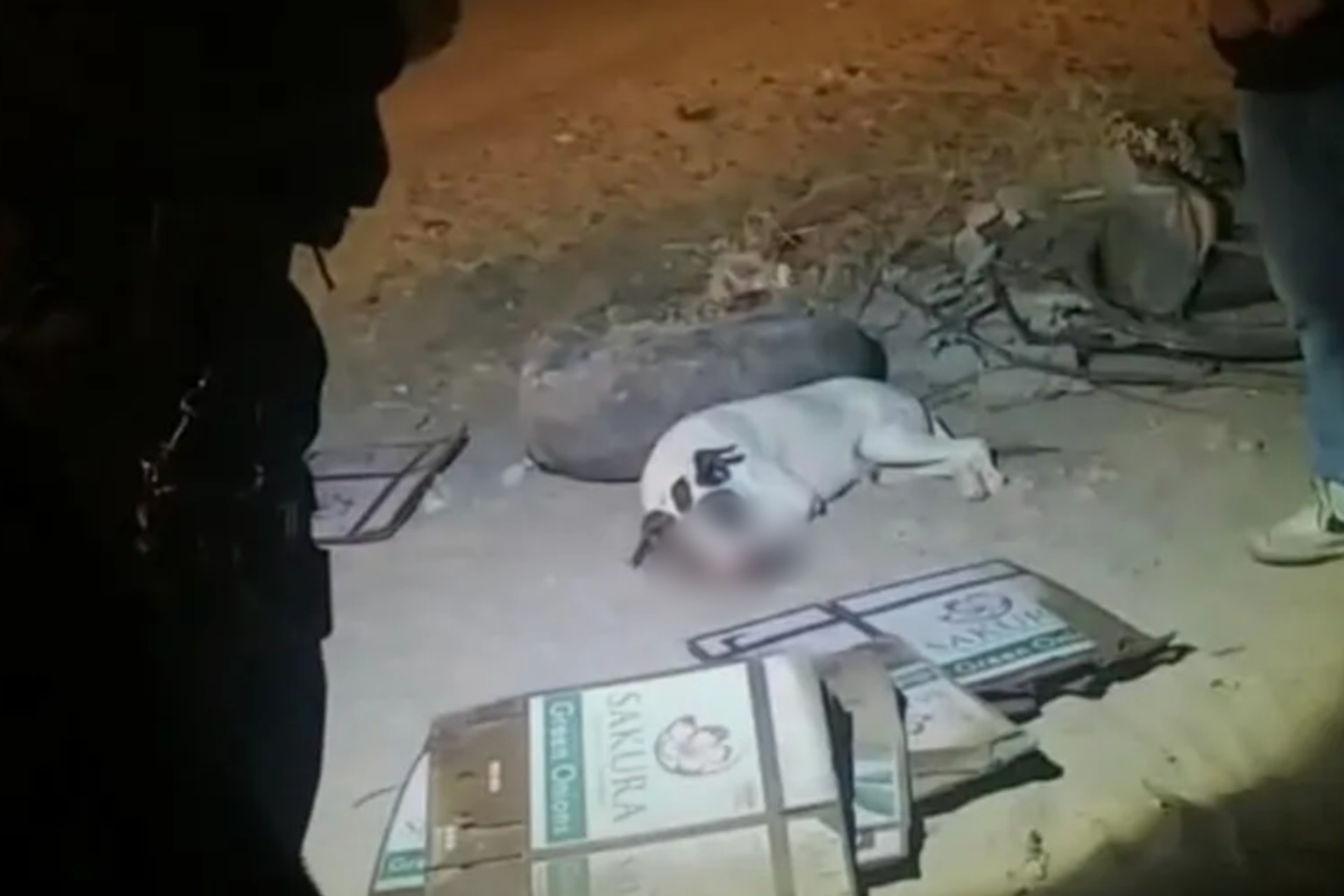 Niños matan a perro tras colocarle cohetes en su hocico en Sonora Niños matan a perro tras colocarle cohetes en su hocico en Sonora