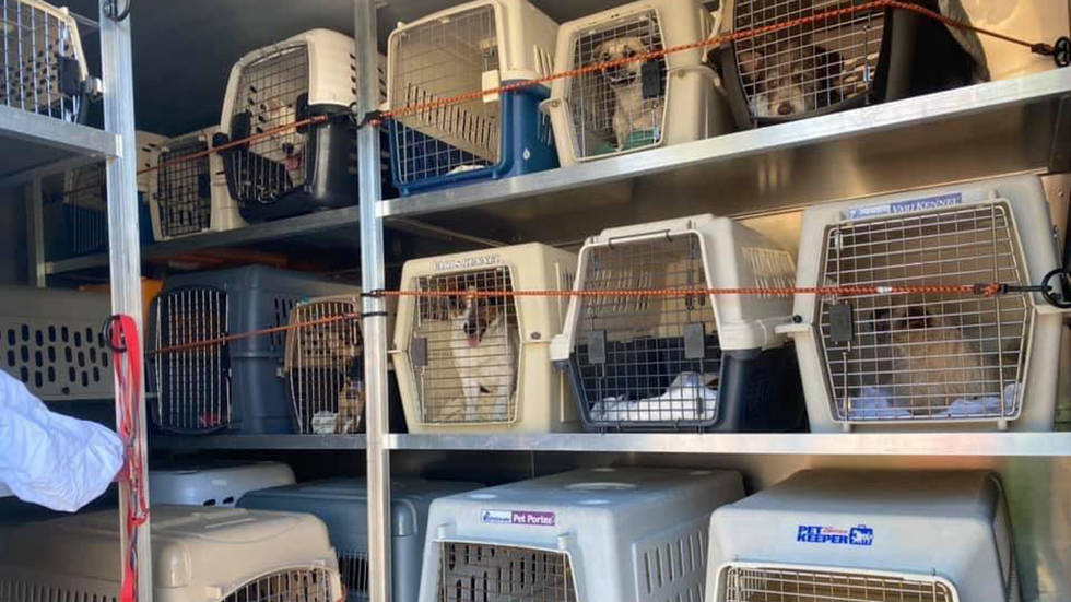 Caballos, cerdos y cacatúas llenan refugios animales de Los Ángeles por los incendios Caballos, cerdos y cacatúas llenan refugios animales de Los Ángeles por los incendios