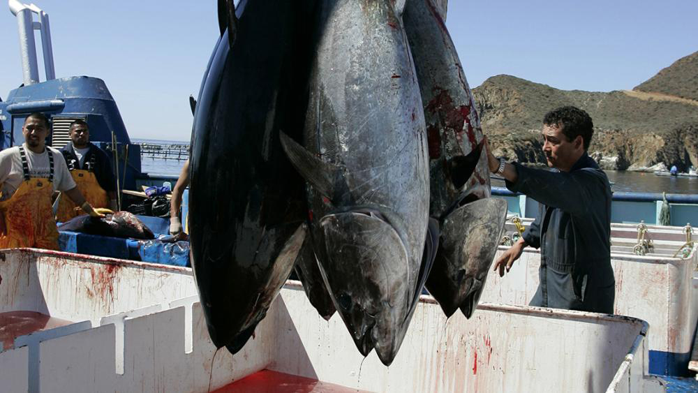 Siguen los ataques al sector pesquero de BC tras asesinato de presidenta de Canainpesca