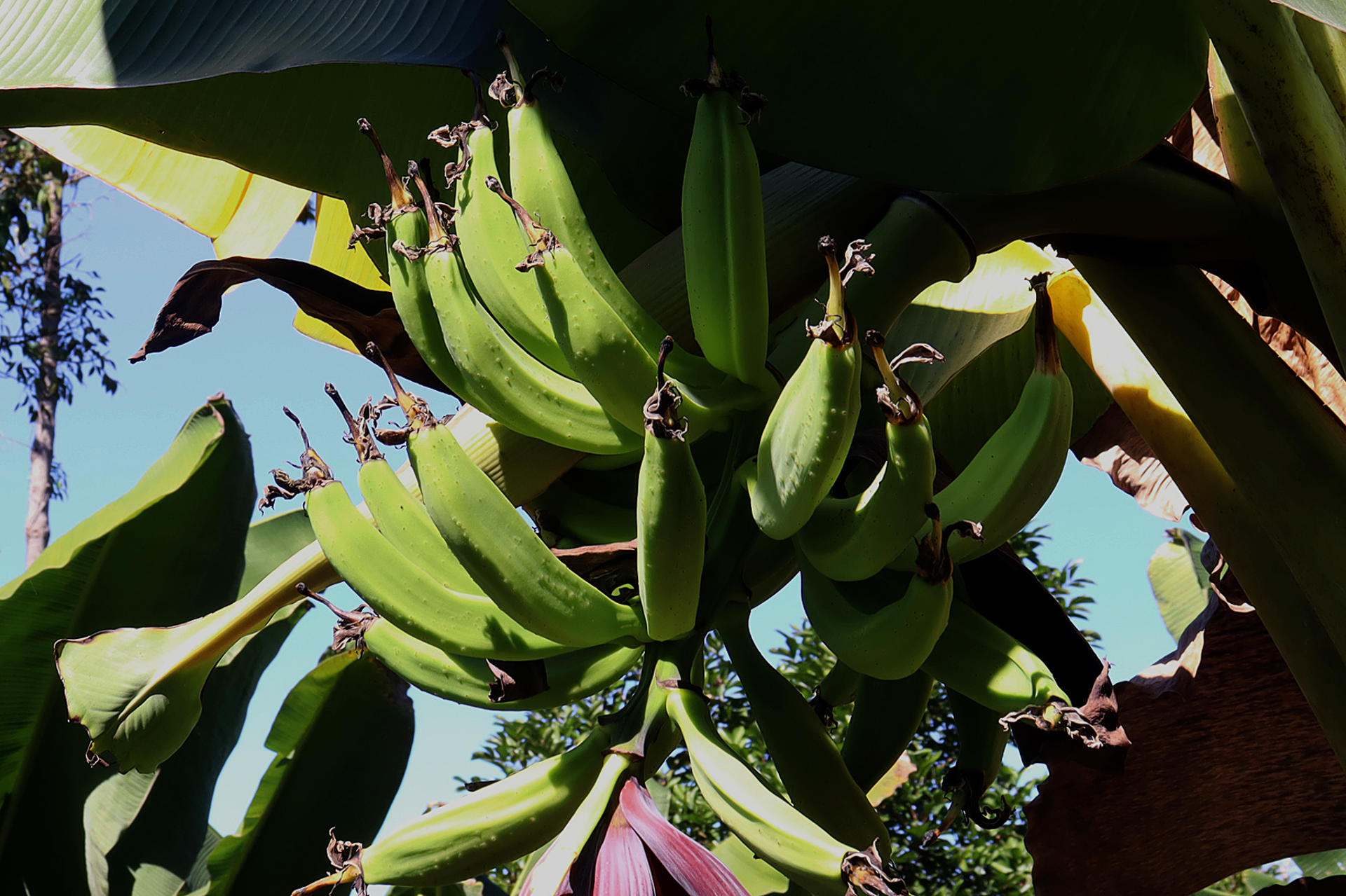 Aranceles de Trump preocupan a industriales y plataneros del sur de México pese a la pausa
