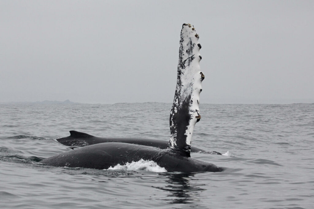 Chile se ha convertido en un "corredor mortal" para las ballenas - 61cb0c22d7803560a9ce1bdeb4f304344f456aecw-1024x683