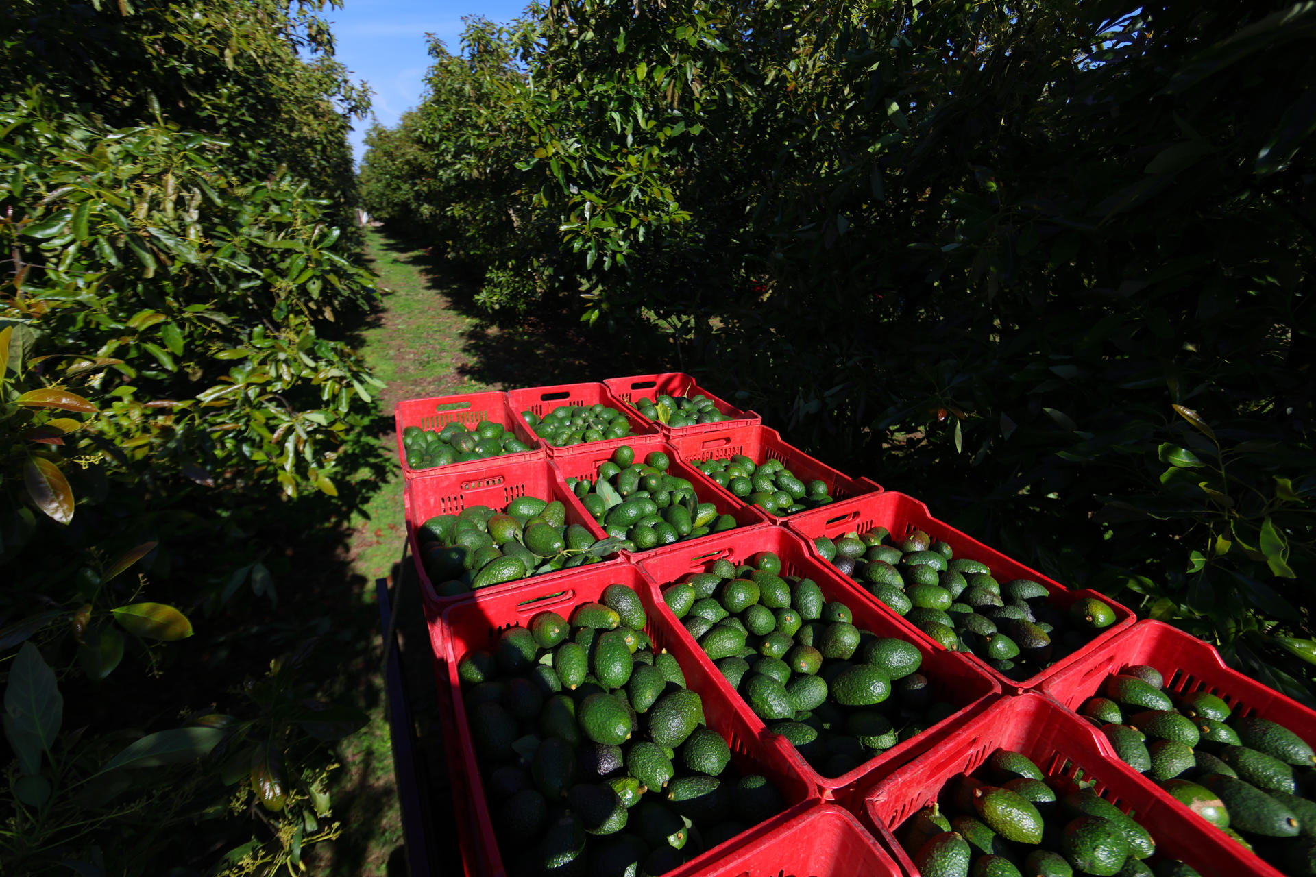 Productores de aguacate buscan diversificar sus exportaciones ante los aranceles de EE.UU.