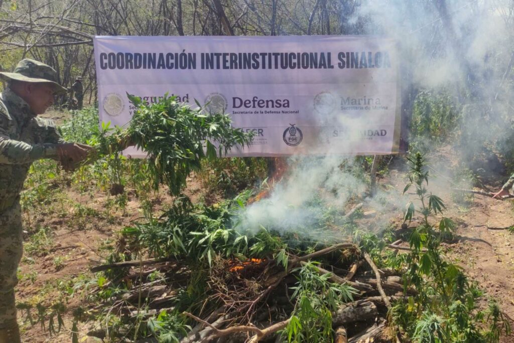 Neutralizan dos laboratorios clandestinos y un plantío de mariguana en Cosalá, Sinaloa - laboratorios-clandestinos-plantio-mariguana-bacata-cosala-sinaloa-2-1024x683