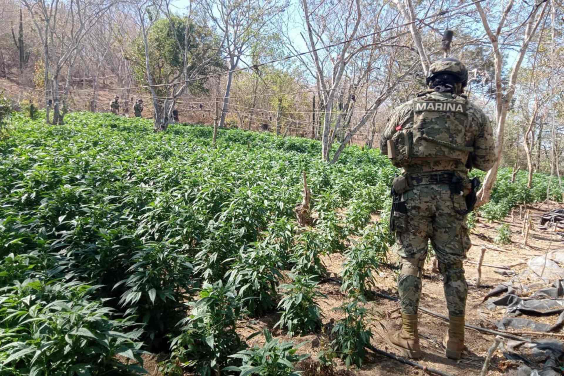 Destruyen 11 toneladas de mariguana en Culiacán, Sinaloa Destruyen 11 toneladas de mariguana en Culiacán, Sinaloa
