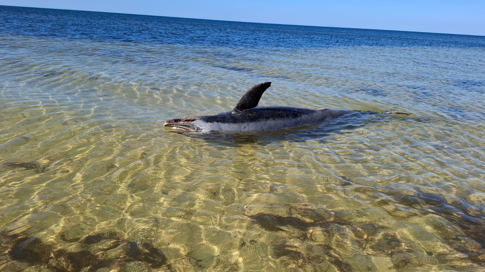 Hallan muerto a delfín en costas de Yucatán; presumen encallamiento por cambio climático