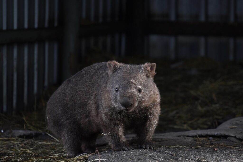 Indignación en Australia por influencer que capturó a cría de wombat para tomar una foto