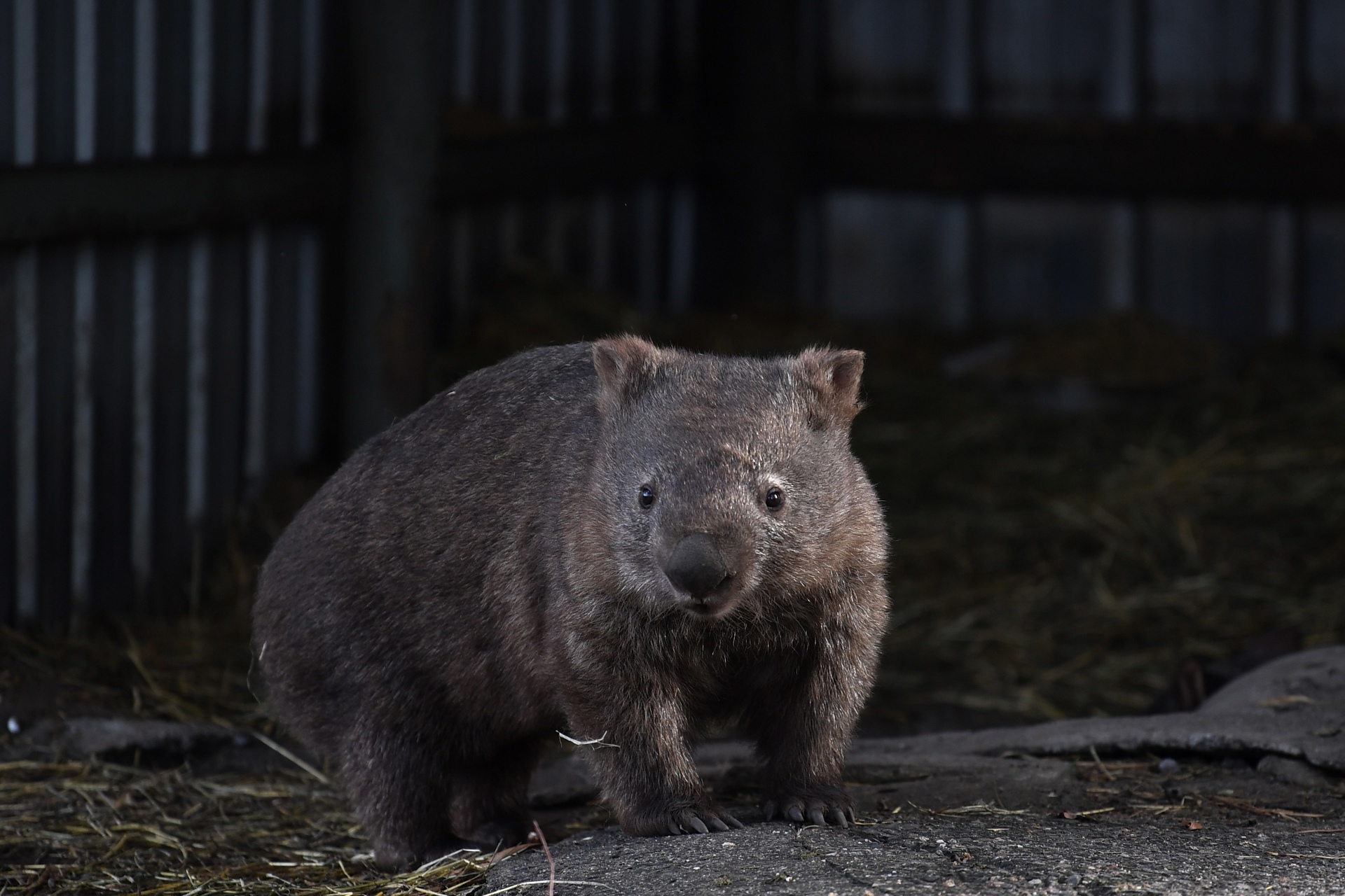 Indignación en Australia por “influencer” que capturó a cría de wombat para tomar una foto