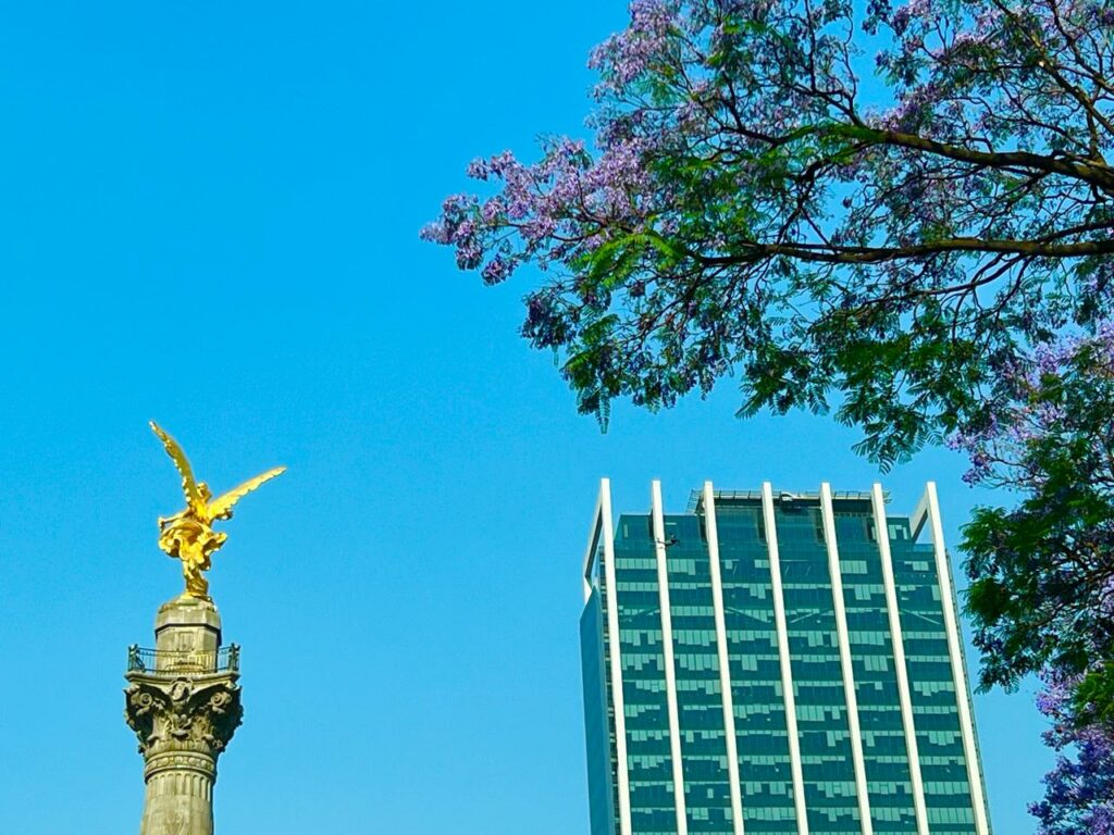 Florecen las jacarandas por las altas temperaturas en CDMX