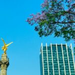 Florecen las jacarandas por las altas temperaturas en CDMX