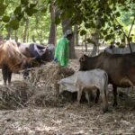 México activa emergencia nacional de sanidad animal por gusano barrenador