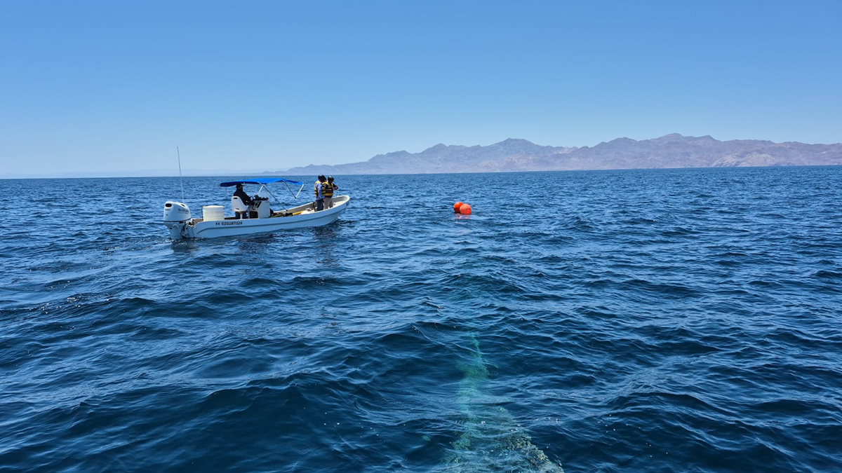 Marina rescata y libera a una ballena jorobada en el Golfo de California Marina rescata y libera a una ballena jorobada en el Golfo de California