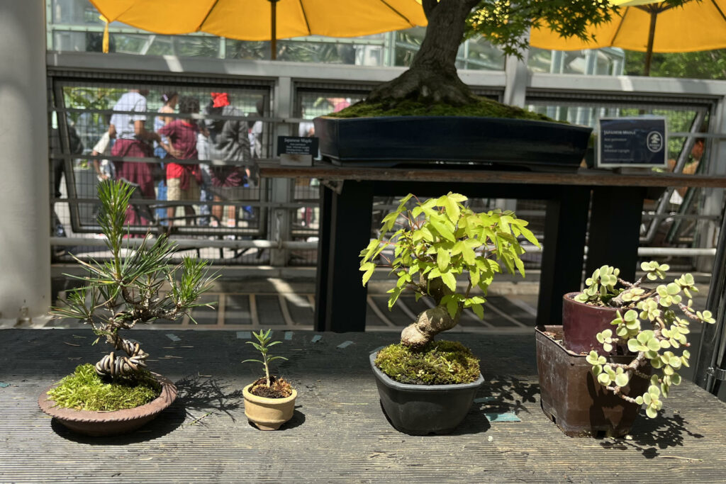 Un roble de 1851 y un bosque diminuto: 100 años de bonsáis del Jardín Botánico de Brooklyn - 721431a016f8c079b69a4b13ddd9d5bb256b19d8w-1024x683