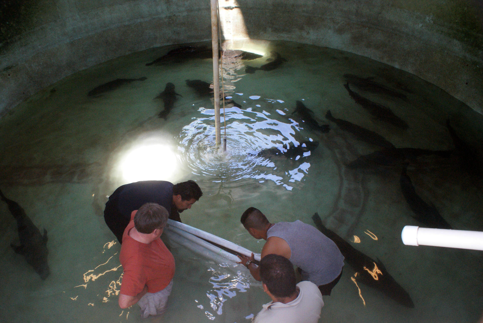 México libera 40 mil crías de totoaba en estado de Baja California Sur