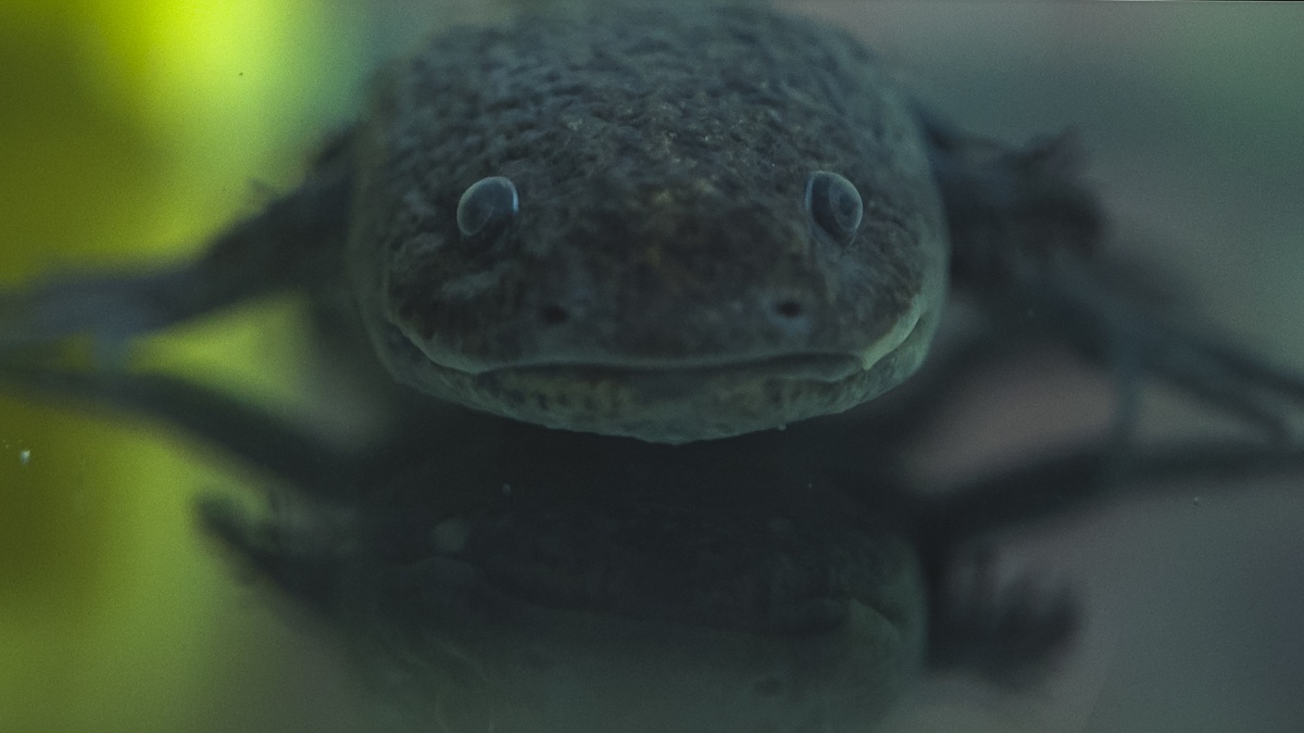 ¿Los ajolotes son animales solitarios o sociales? ¿Los ajolotes son animales solitarios o sociales?