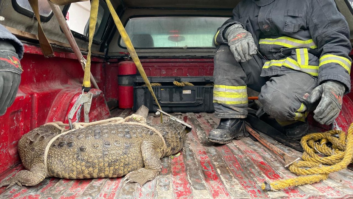 Video: Hallan cocodrilo en Cuautitlán Izcalli; así lo capturaron