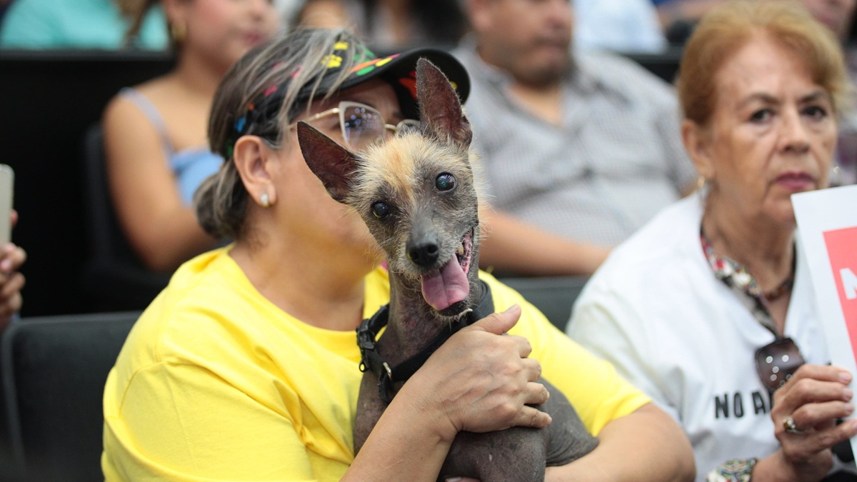Chiapas convierte en delito el maltrato animal; ¿cuántos años darán de cárcel?