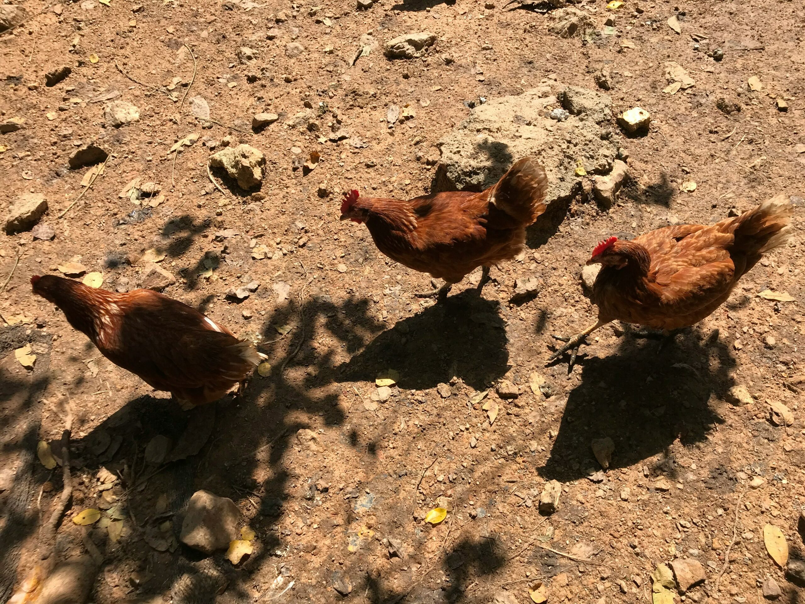 Realizarán marcha en la Ciudad de México para defender las peleas de gallos