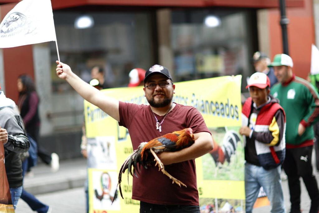 Marchan en la CDMX a favor de las peleas de gallos y las corridas de toros - marchan-en-la-cdmx-a-favor-de-las-peleas-de-gallos-y-las-corridas-de-toros-1024x683