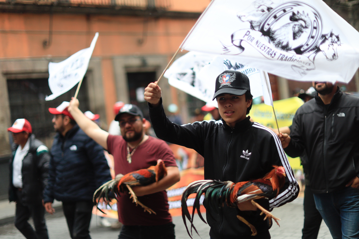 Marchan en la CDMX a favor de las peleas de gallos y las corridas de toros