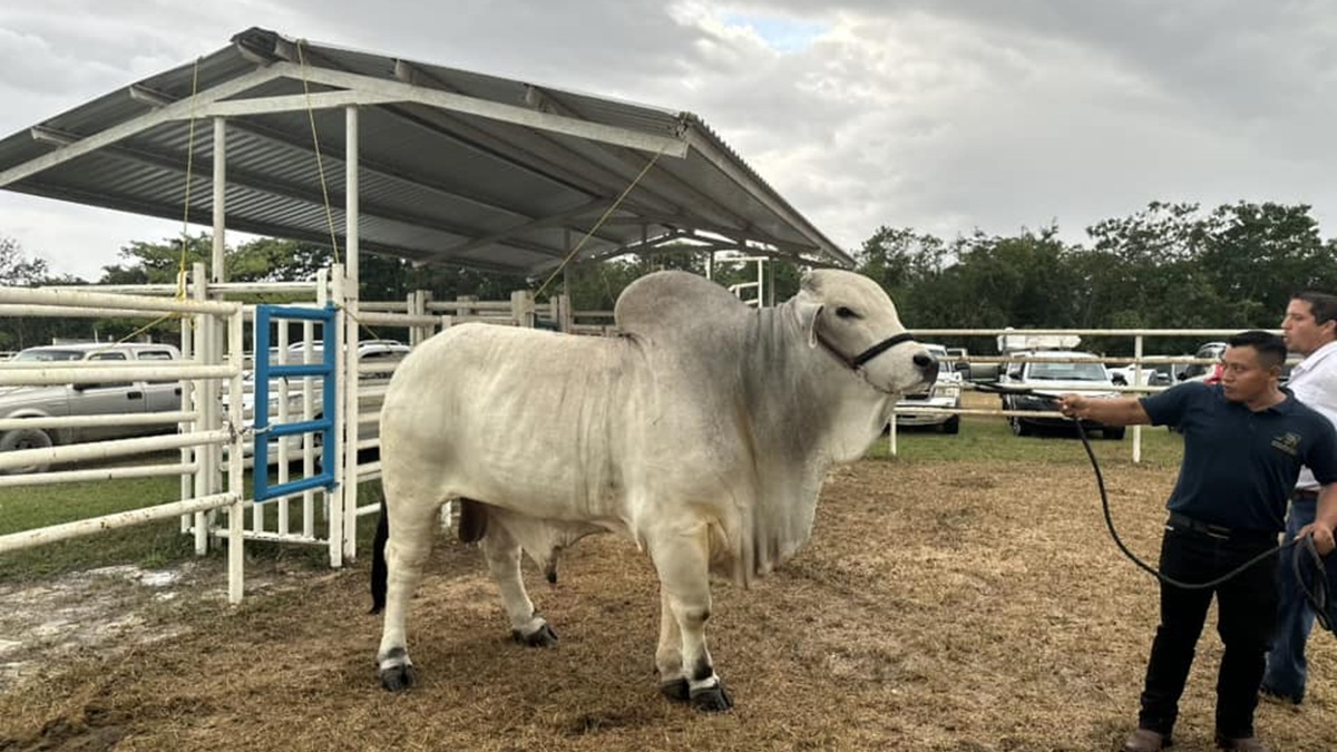 Gusano barrenador se extiende al oriente de Yucatán