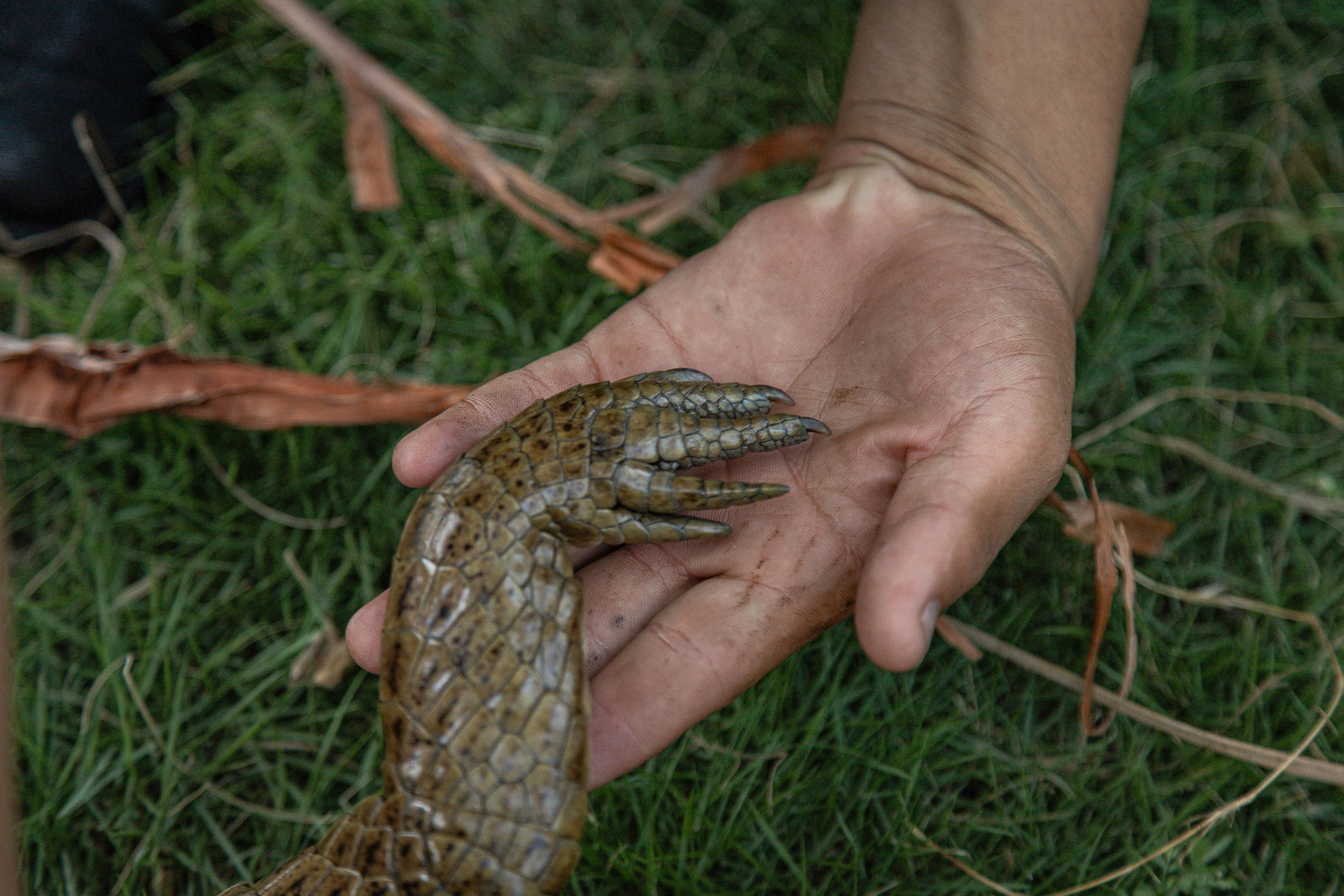 Rescatan a un cocodrilo con manchas de petróleo en Venezuela