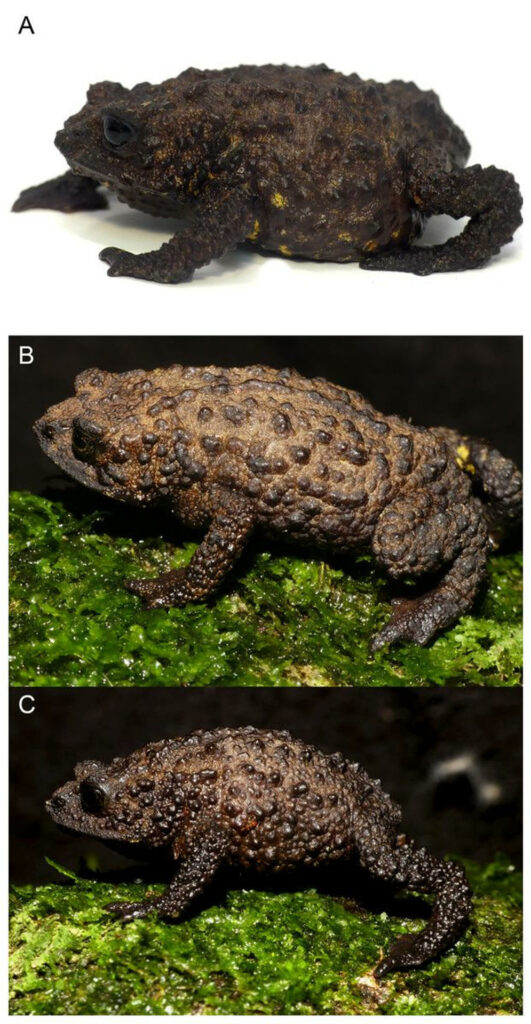 Descubren nuevo tipo de sapo en Ecuador - 16503d472c22beca8afa571adf1e5585015ad370w-531x1024