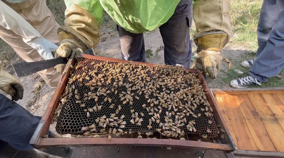 Plaguicidas amenazan la supervivencia de las abejas