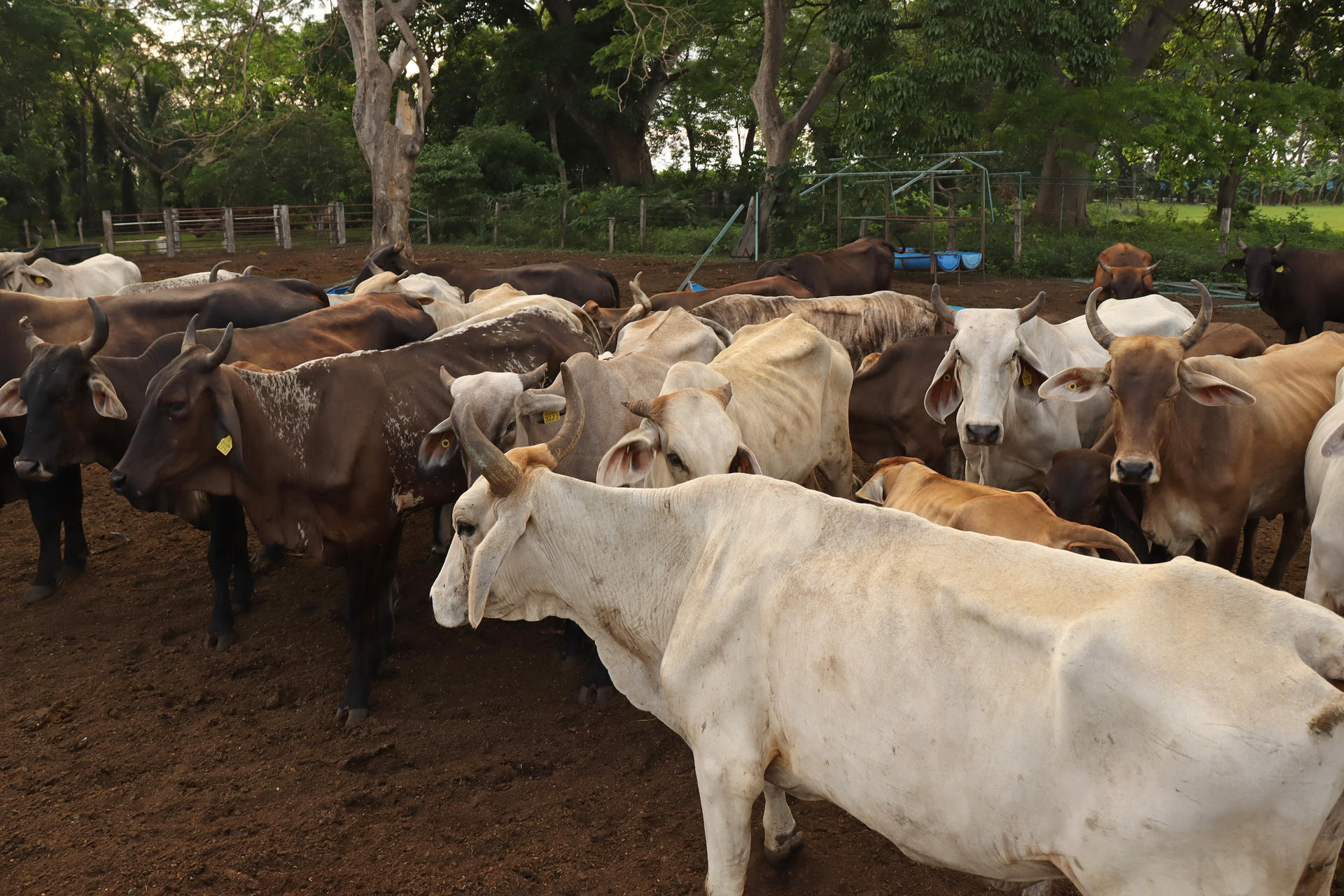 México ha interceptado 32 cargamentos de ganado con gusano barrenador desde noviembre
