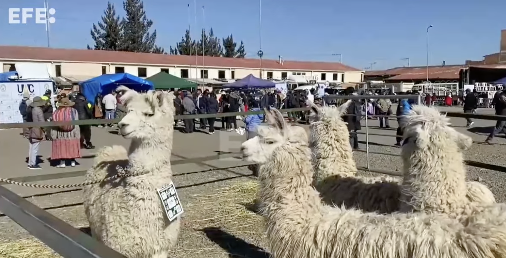 Bolivia exhibe el potencial y los avances de la ganadería en una feria de camélidos