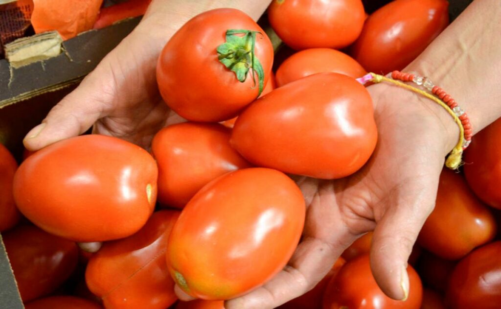México rechaza la "injusta" imposición de aranceles al jitomate por parte de EE.UU. - cosecha-de-jitomate-en-cdmx-1-1024x631