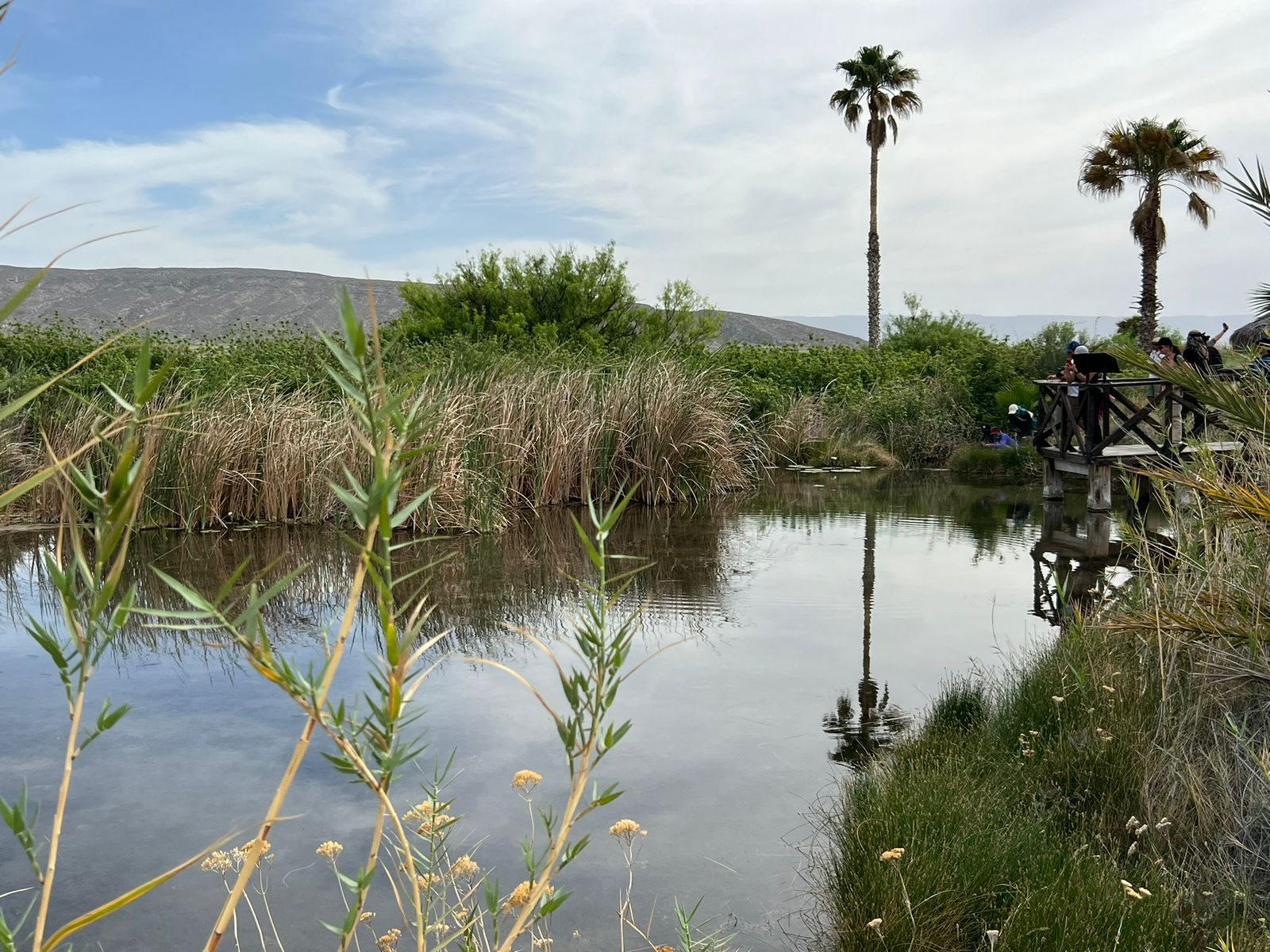 El humedal de Cuatro Ciénegas, Coahuila, en peligro de desaparecer
