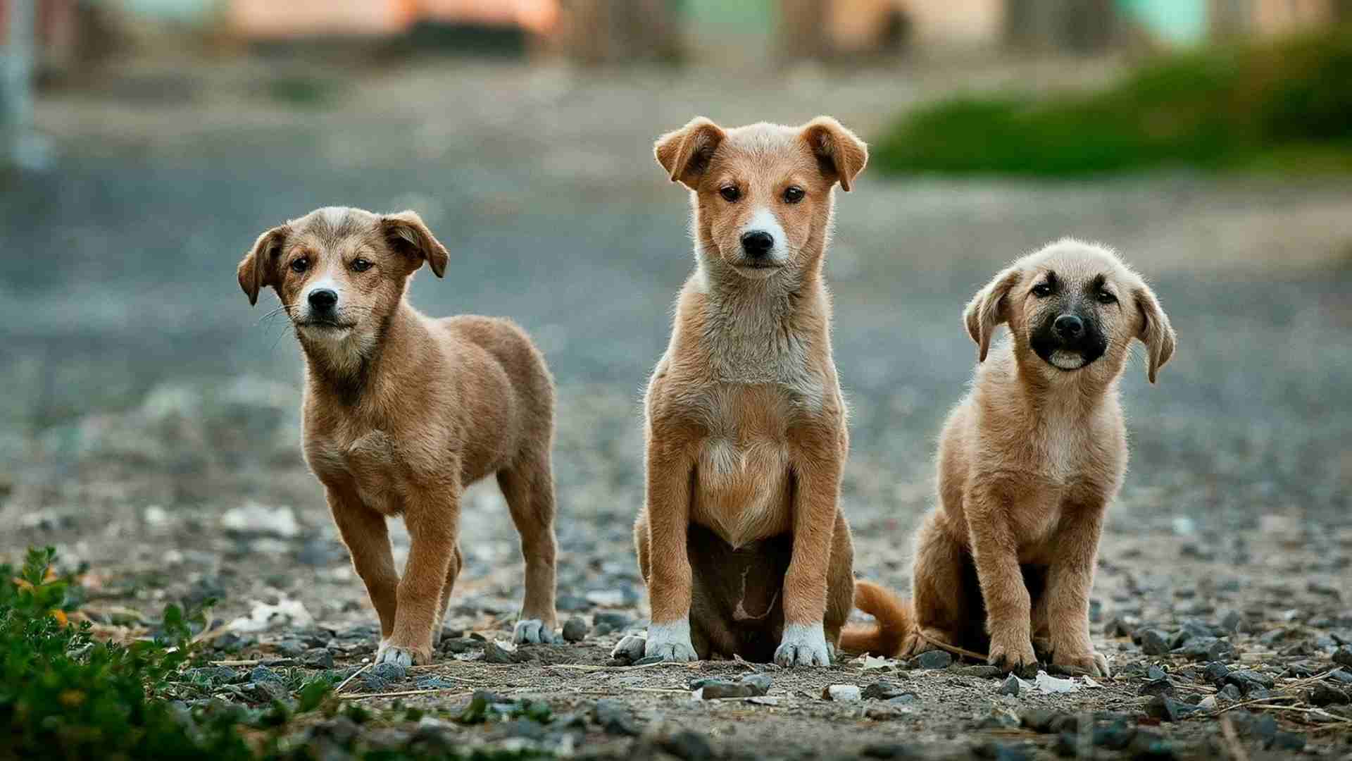Día mundial del perro: Una adopción responsable